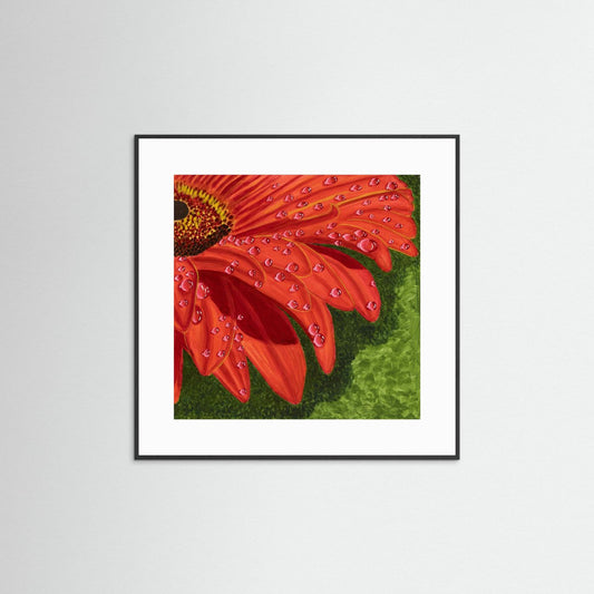 Eclat de Gerbera