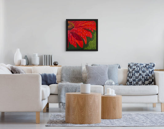 Eclat de Gerbera Canvas Print