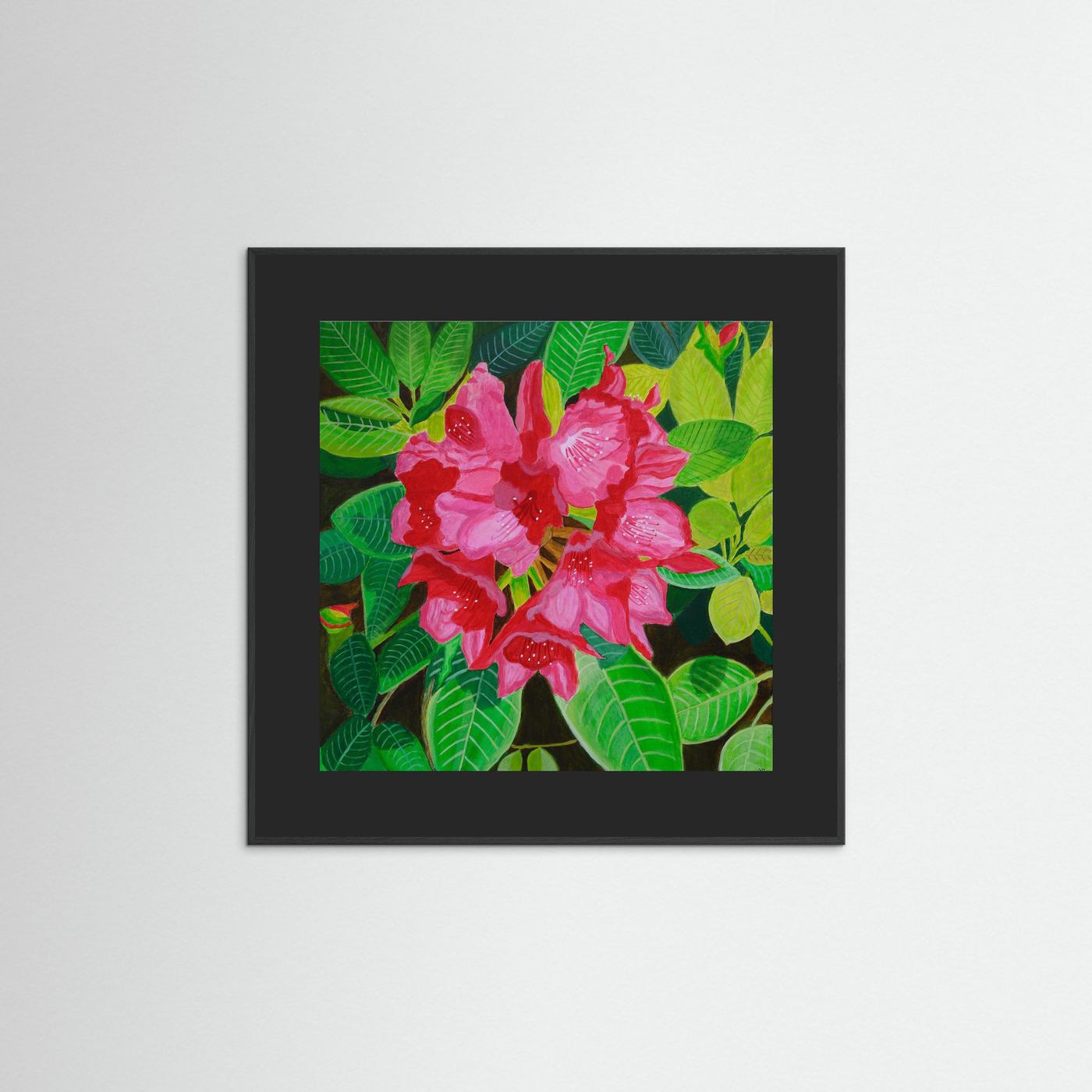 Éclat de Rhododendron fine art print by Nelleke Bruno featuring vibrant pink rhododendron blossoms, presented in a black frame with black mat board 