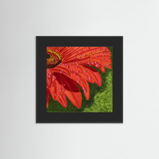 Eclat de Gerbera